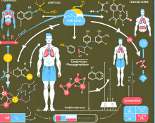 Wie Nandrolon phenylpropionat das Cortisol-Testosteron-Verhältnis beeinflusst